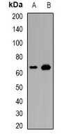 ACT1 Rabbit Polyclonal Antibody