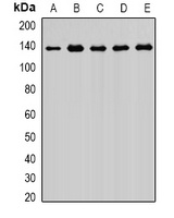 Exportin 5 Rabbit Polyclonal Antibody
