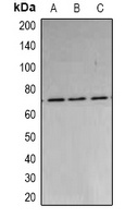 PARN Rabbit Polyclonal Antibody