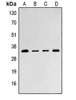 PSMD8 Rabbit Polyclonal Antibody