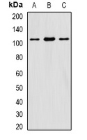 eIF3C Rabbit Polyclonal Antibody