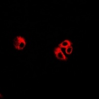 eIF3C Rabbit Polyclonal Antibody