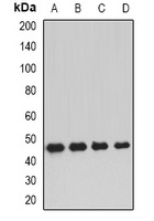 DNAJA2 Rabbit Polyclonal Antibody