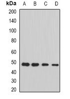 STAMBP Rabbit Polyclonal Antibody