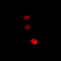 STAMBP Rabbit Polyclonal Antibody