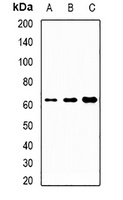 BTNL2 Rabbit Polyclonal Antibody