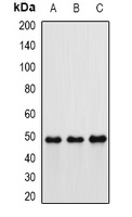 Hippi Rabbit Polyclonal Antibody