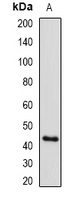 Pr-Set7 Rabbit Polyclonal Antibody