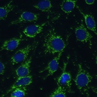 GLUD1 Rabbit Polyclonal Antibody