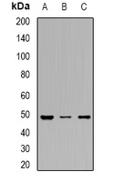 DDX39A Rabbit Polyclonal Antibody
