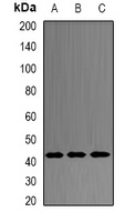 PRDM7 Rabbit Polyclonal Antibody