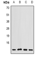 COX7A2L Rabbit Polyclonal Antibody