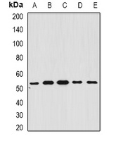 BAR Rabbit Polyclonal Antibody