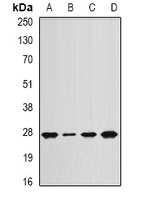 APC10 Rabbit Polyclonal Antibody