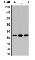 DDX39B Rabbit Polyclonal Antibody