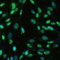 DDX39B Rabbit Polyclonal Antibody