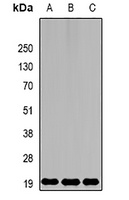 MsrB2 Rabbit Polyclonal Antibody