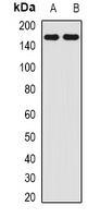 AMBRA1 Rabbit Polyclonal Antibody