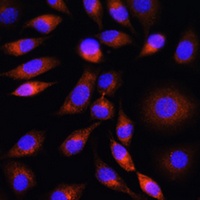 Apolipoprotein M Rabbit Polyclonal Antibody