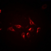 BCLG Rabbit Polyclonal Antibody
