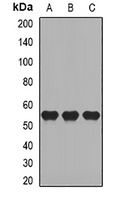 CD27 Rabbit Polyclonal Antibody