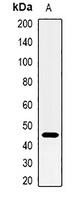 CD38 Rabbit Polyclonal Antibody