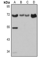 CD86 Rabbit Polyclonal Antibody