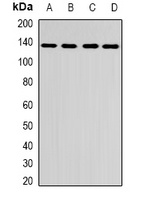 CENP-C Rabbit Polyclonal Antibody