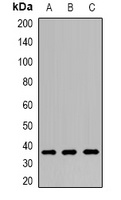 CNPY3 Rabbit Polyclonal Antibody