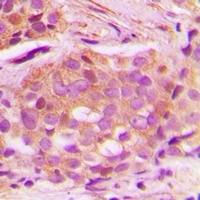 CNPY3 Rabbit Polyclonal Antibody