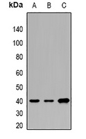 CNTFR alpha Rabbit Polyclonal Antibody