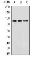 Cullin 4A Rabbit Polyclonal Antibody