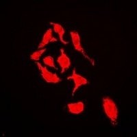 Cullin 4A Rabbit Polyclonal Antibody
