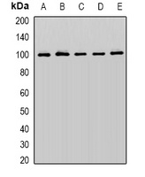 Cullin 5 Rabbit Polyclonal Antibody