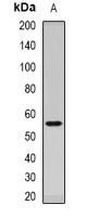 Dopamine Receptor D5 Rabbit Polyclonal Antibody