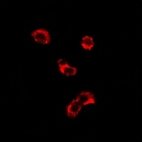 EEF1D Rabbit Polyclonal Antibody