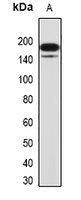 G9A Rabbit Polyclonal Antibody