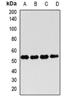 FKBP4 Rabbit Polyclonal Antibody