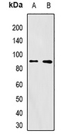 FURIN Rabbit Polyclonal Antibody