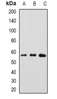 GFRA1 Rabbit Polyclonal Antibody