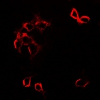 GFRA1 Rabbit Polyclonal Antibody