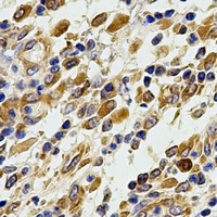 Glutaredoxin Rabbit Polyclonal Antibody
