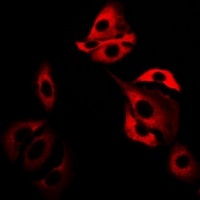 Glutaredoxin Rabbit Polyclonal Antibody