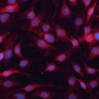 GNA13 Rabbit Polyclonal Antibody