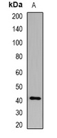 GNAI3 Rabbit Polyclonal Antibody