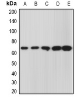 GRASP65 Rabbit Polyclonal Antibody
