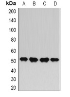 HAPLN1 Rabbit Polyclonal Antibody