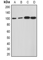 HCN1 Rabbit Polyclonal Antibody