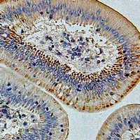 IFI44 Rabbit Polyclonal Antibody