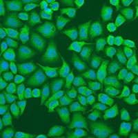 IFI44 Rabbit Polyclonal Antibody